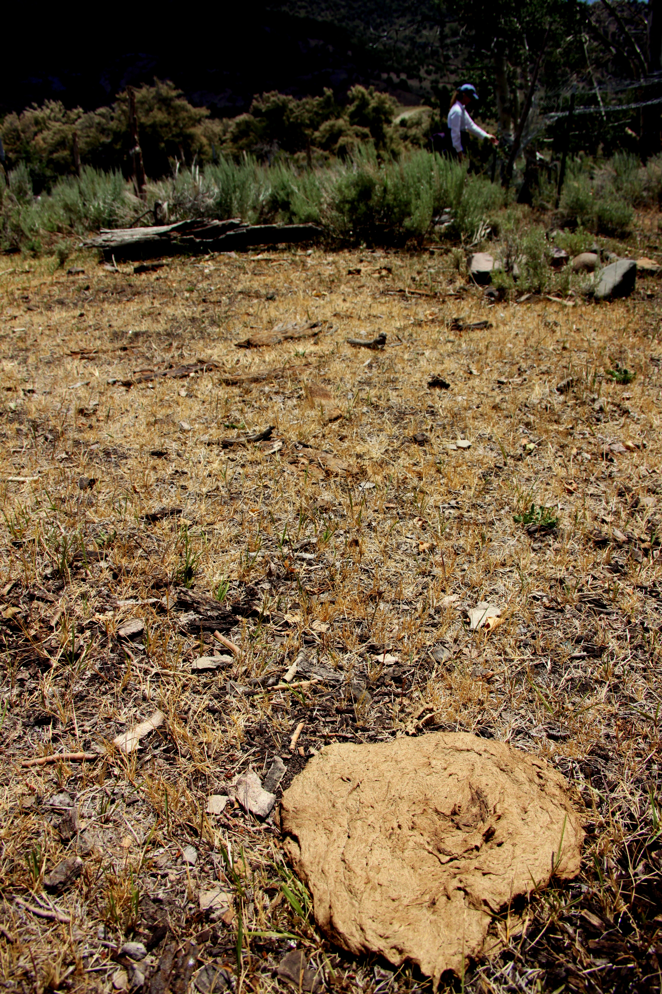 cowpie- Utah state symbol