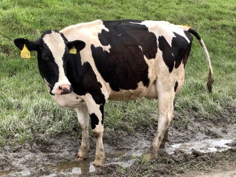 Dairy-cow-mud
