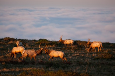 Polvorosa_Kline_TuleElk3