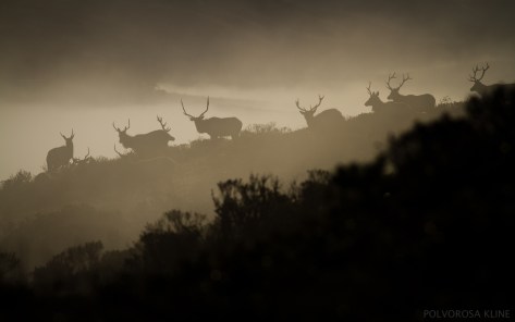 Polvorosa_Kline_TuleElk5