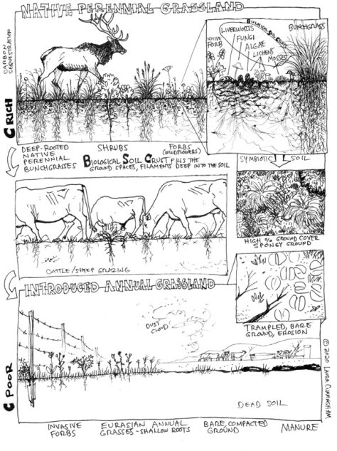 BSC-prairie-grazing-page