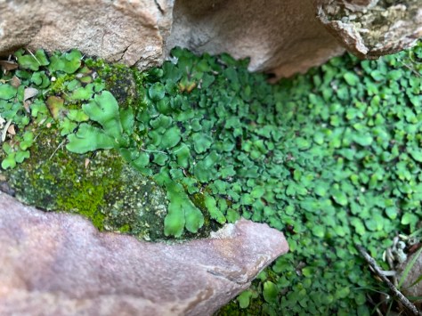 Gemini-greenBSC-liverworts