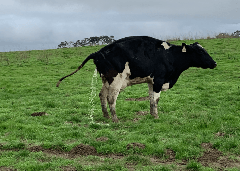 Screen Shot 2020-05-24 at 10.43.59 PM