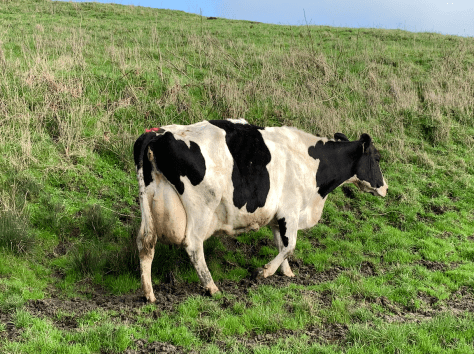 Screen Shot 2020-05-24 at 10.44.48 PM