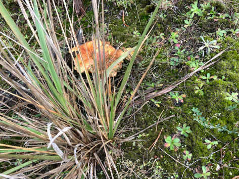 Screen Shot 2020-05-24 at 9.31.38 PM